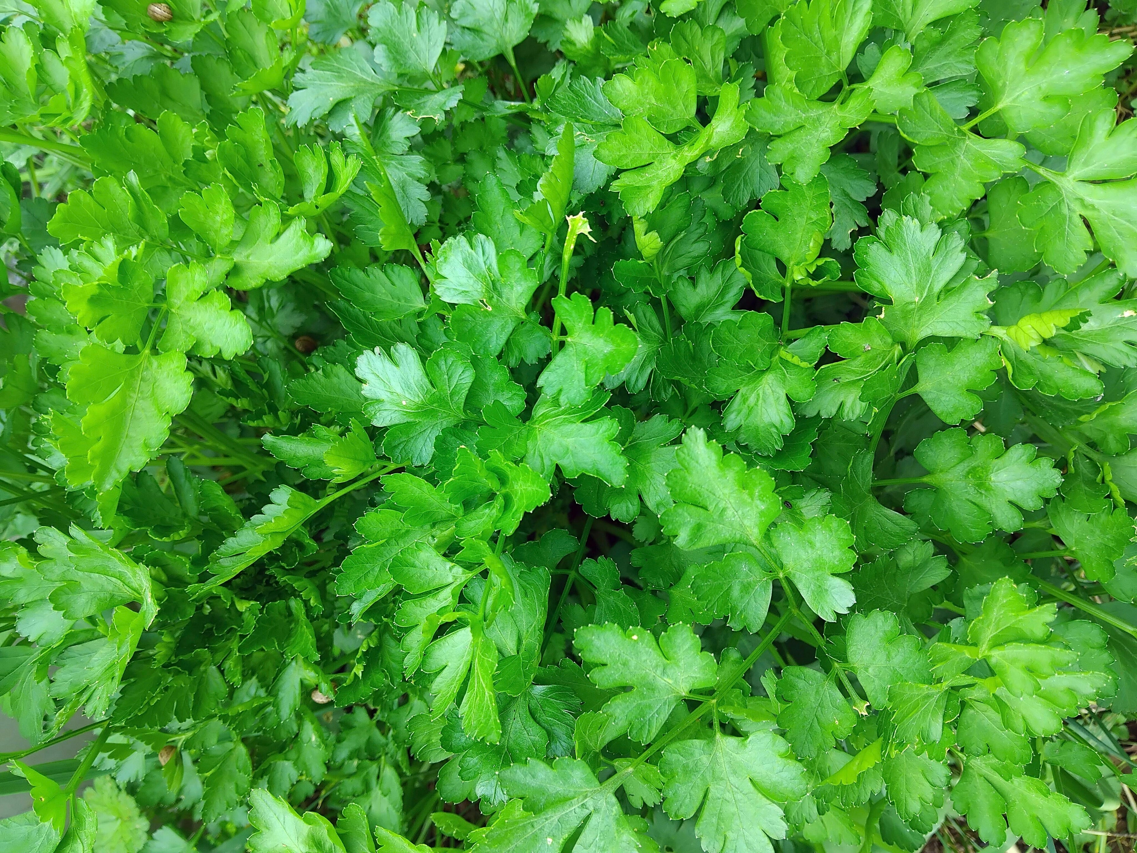 Salsa fresca