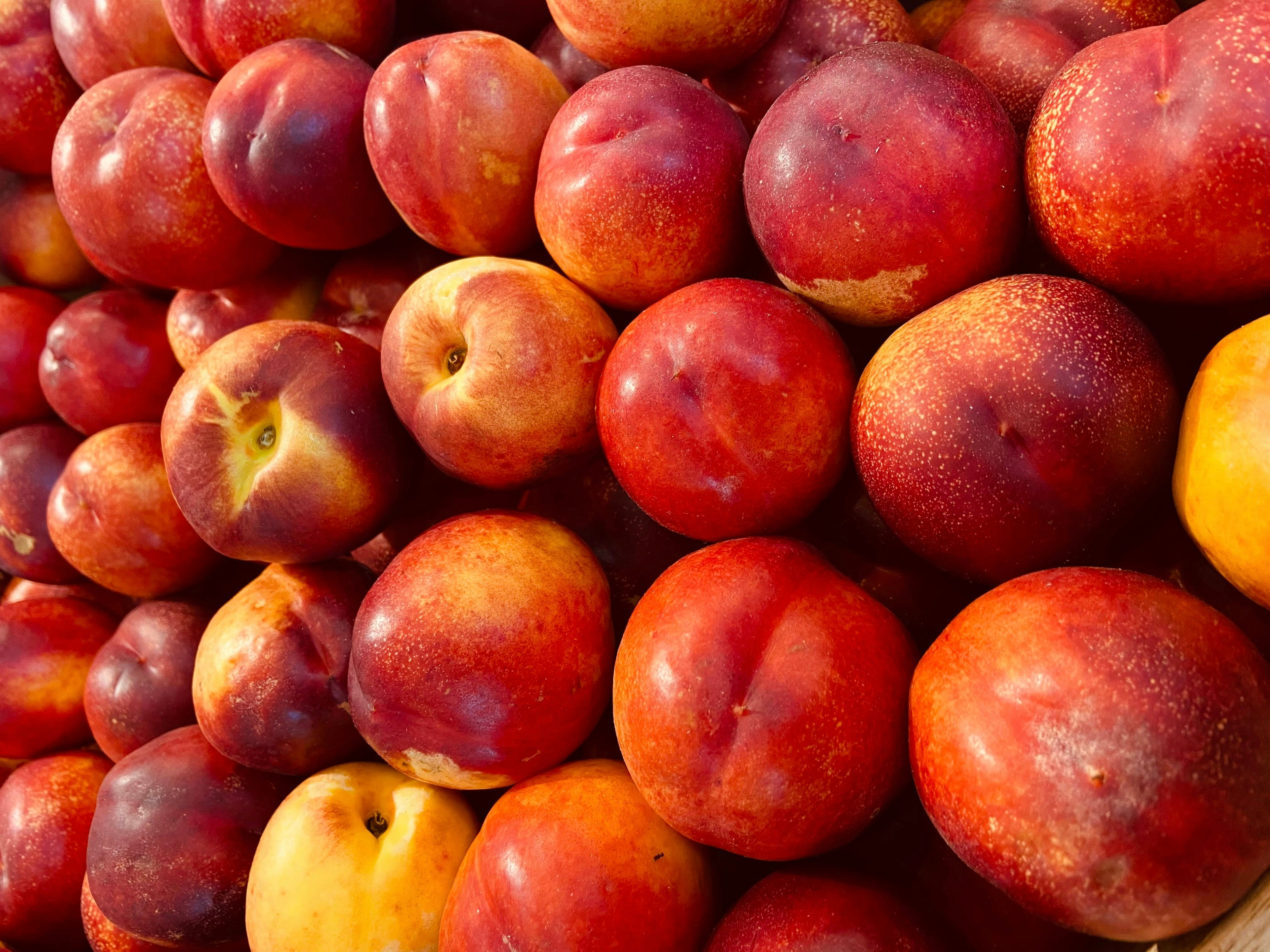 Nectarina