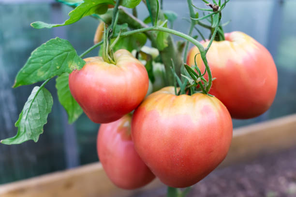 Tomate Coração de Boi